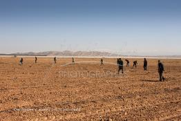 Image du Maroc Professionnelle de  Des ouvriers s'activent à la mise en place d’un système moderne d'arrosage qui laisse passer l’eau petit à petit, dit "goutte à goutte" dans une nouvelle ferme où l’on procède à la plantation d'orangers à Chichaoua, Mardi 27 Février 2007. (Photo / Abdeljalil Bounhar) 